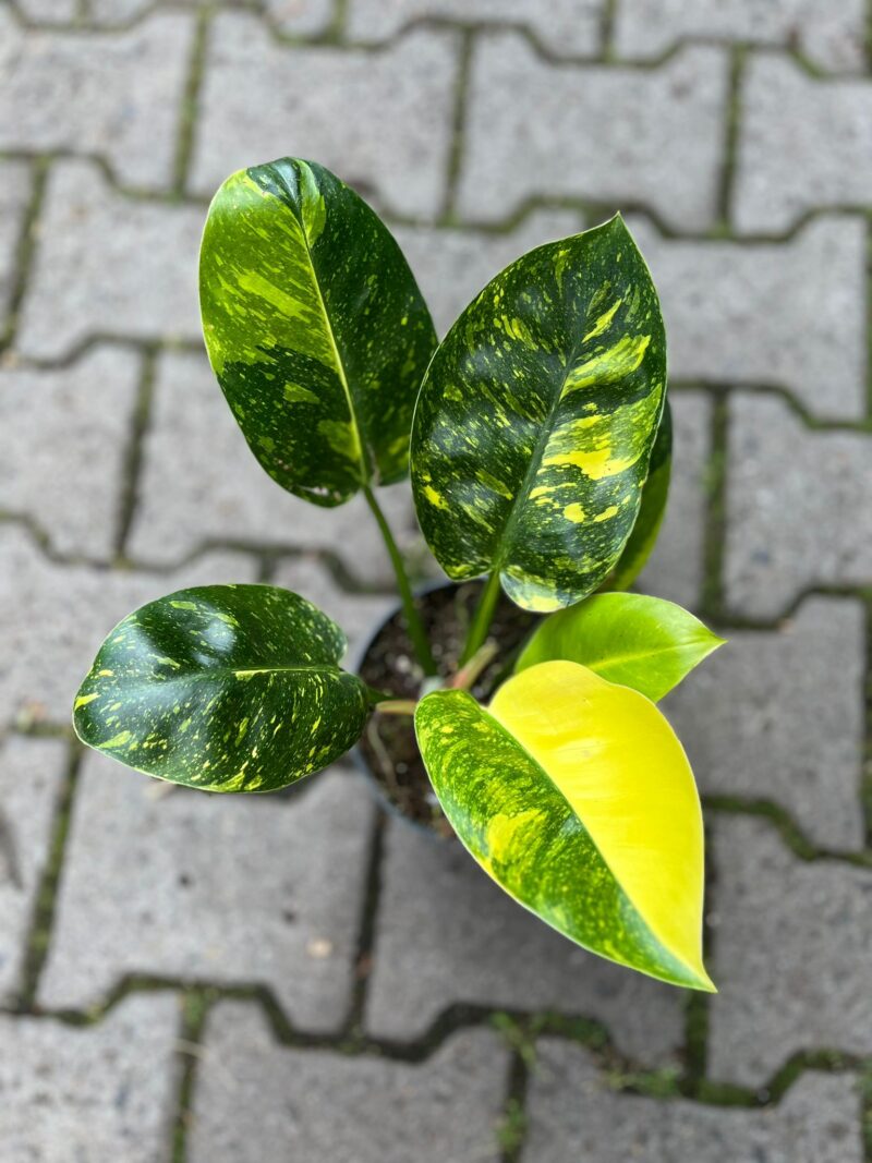 Philodendron Green Congo Variegata