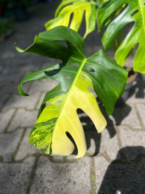 Monstera Deliciosa ‘Yellow Marilyn’