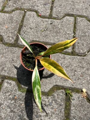Philodendron Carmel Marble