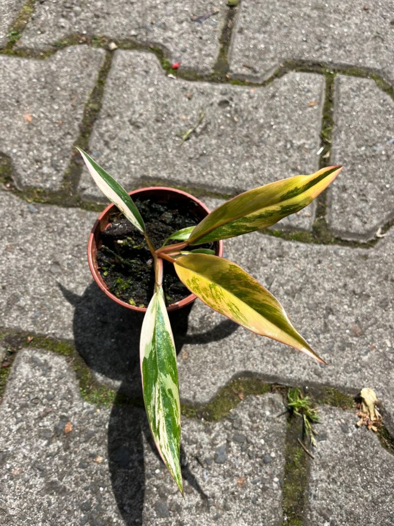 Philodendron Carmel Marble