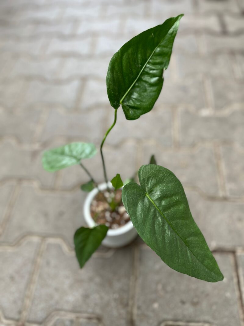 Anthurium Xanthophyllomyces Anthurium Xanthophyllomyces