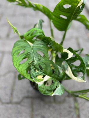 Monstera Adansonii Variegata