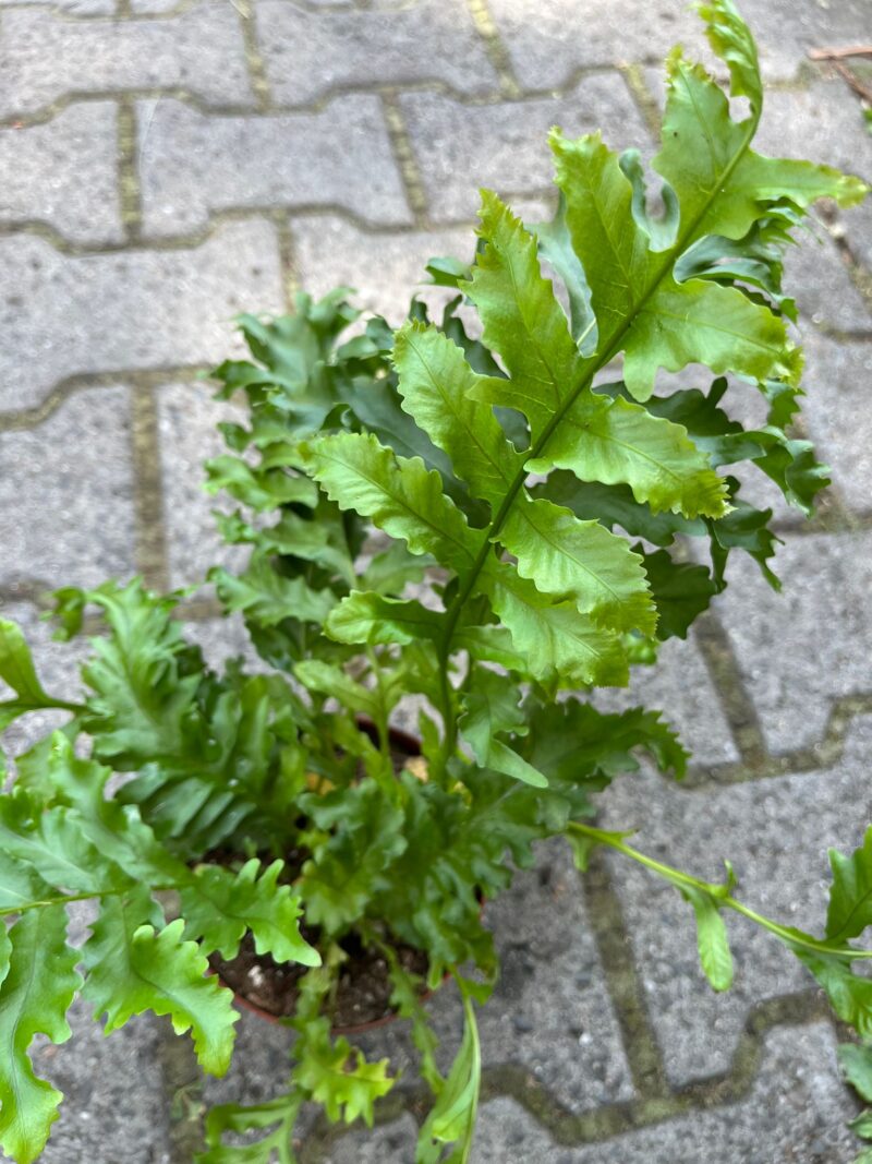 microsorum punctatum dragon’s wing