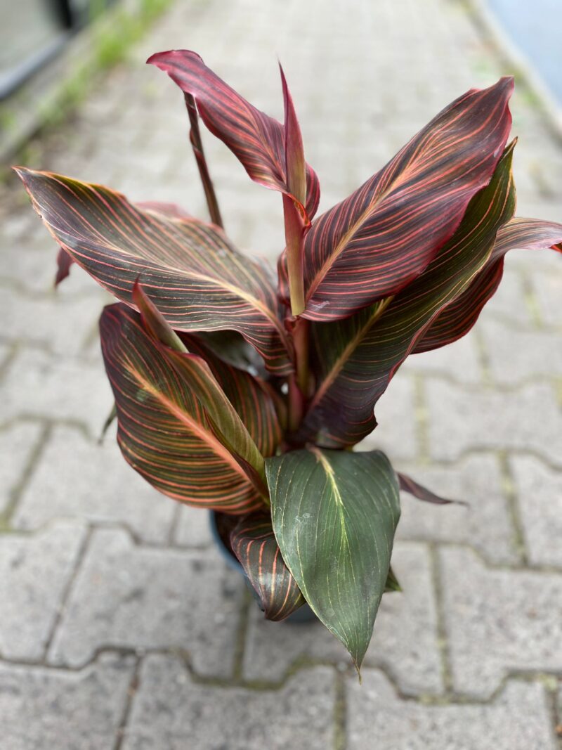 Canna Tropicanna Durban
