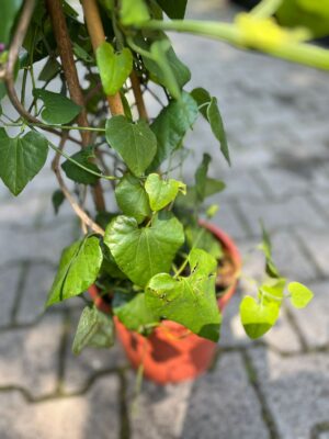 Aristolochia Littoralis