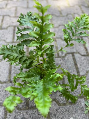 microsorum punctatum dragon’s wing