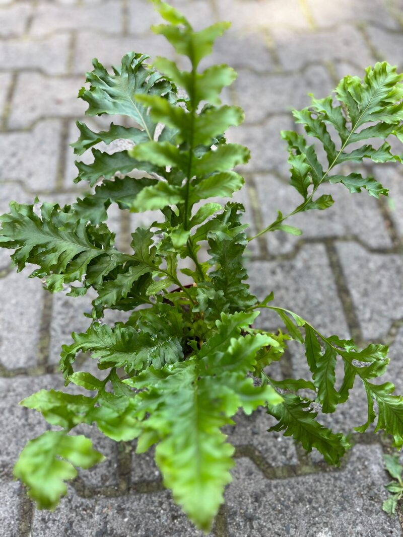 microsorum punctatum dragon’s wing