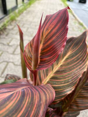Canna Tropicanna Durban