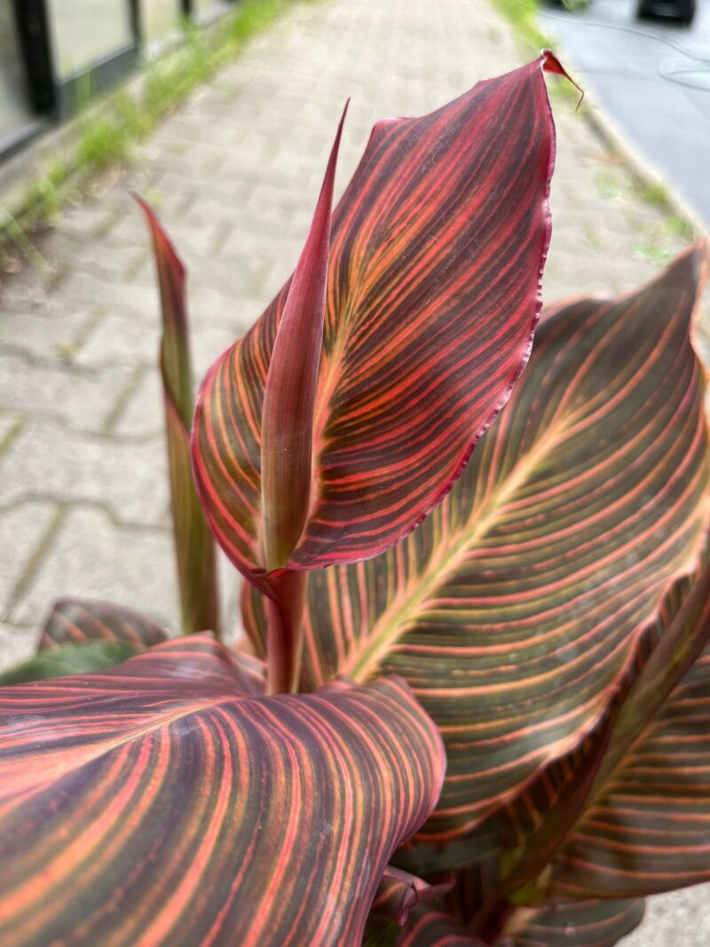 Canna Tropicanna Durban Canna Tropicanna Durban