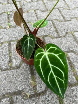 Anthurium Crystallinum x Regale