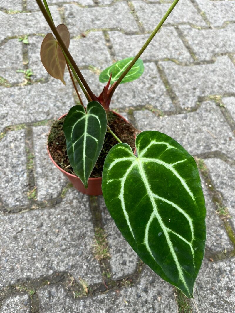 Anthurium Crystallinum x Regale