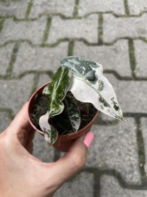 Alocasia Amazonica “Polly” Pink Variegata