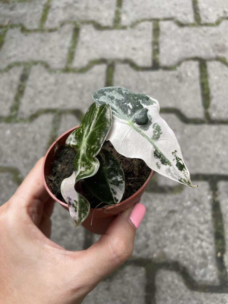 Alocasia Amazonica “Polly” Pink Variegata