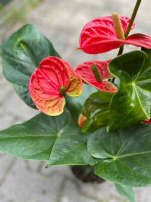Anthurium ‘Madural’ czerwone kwiaty