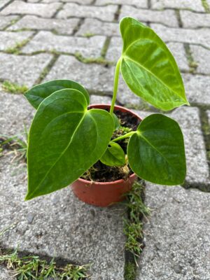 Anthurium Villenaorum x Veitchii