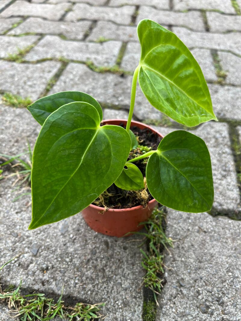 Anthurium Villenaorum x Veitchii