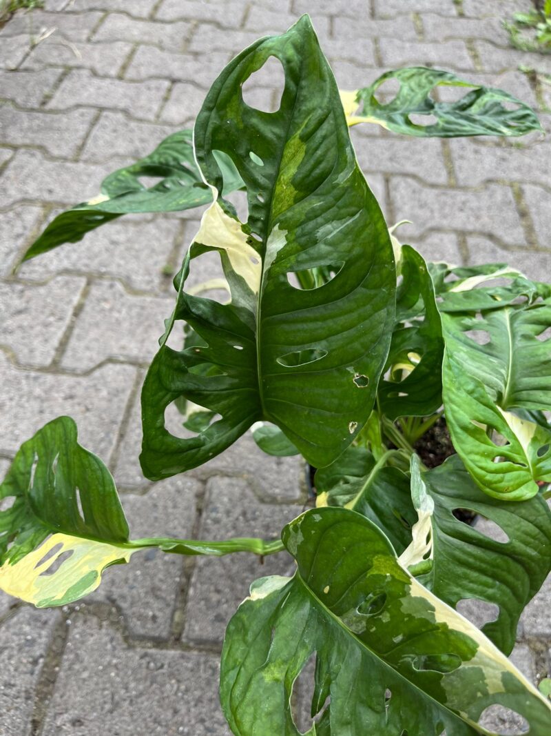 Monstera Adansonii Variegata