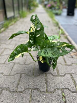Monstera Adansonii Variegata
