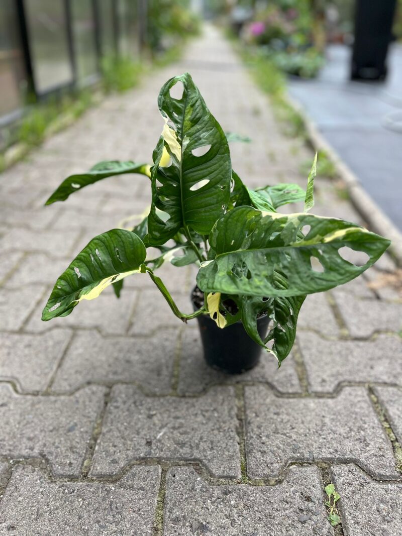 Monstera Adansonii Variegata