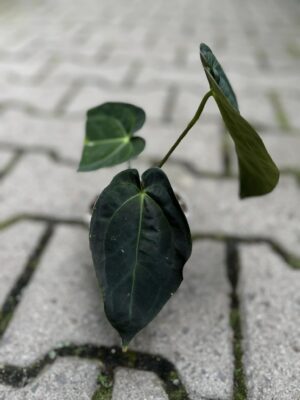 Anthurium papilliaminum x Crystallinum ( Inverse Crossing )