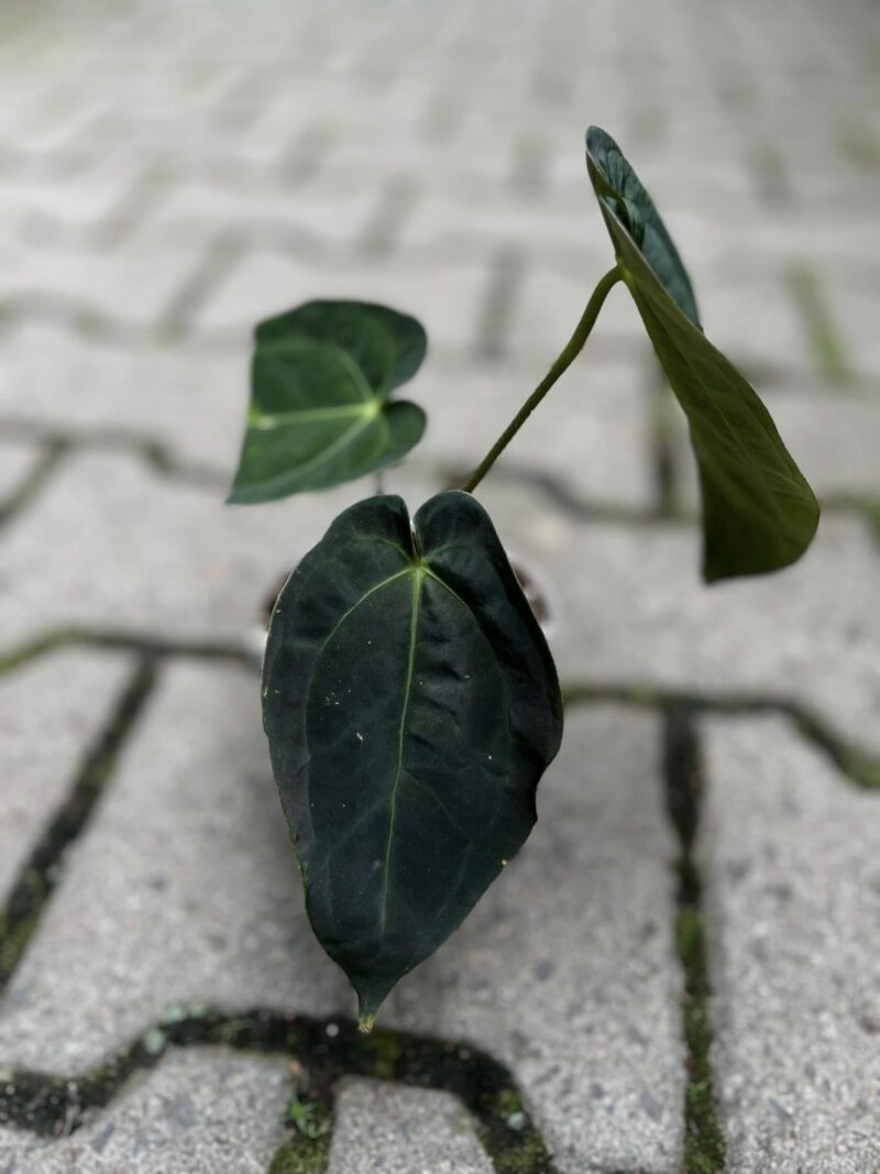 Anthurium papilliaminum x Crystallinum ( Inverse Crossing )
