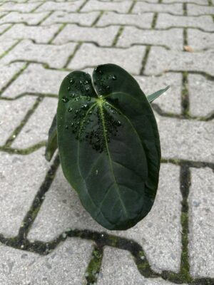 Anthurium papilliaminum x Crystallinum ( Inverse Crossing )