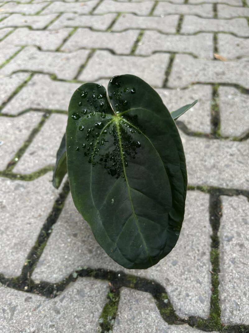Anthurium papilliaminum x Crystallinum ( Inverse Crossing )