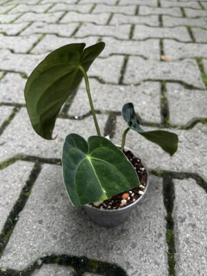 Anthurium papilliaminum x Crystallinum ( Inverse Crossing )