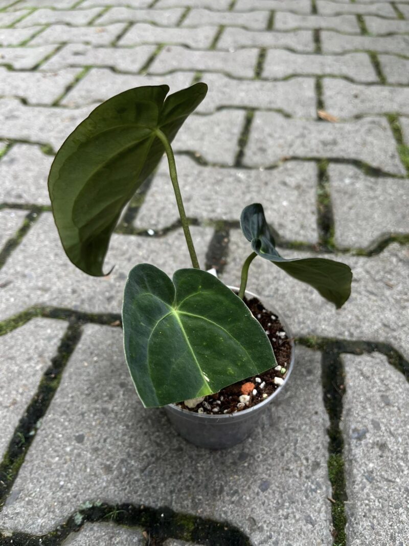 Anthurium papilliaminum x Crystallinum ( Inverse Crossing )