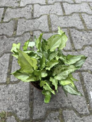 Syngonium ‘Zroślicha’