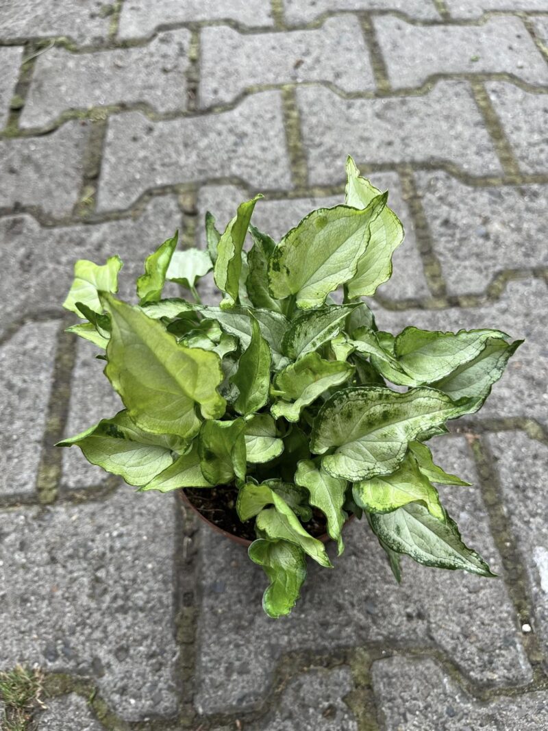 Syngonium ‘Zroślicha’