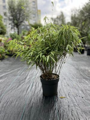 Fargesia rufa Bambus Zimozielony