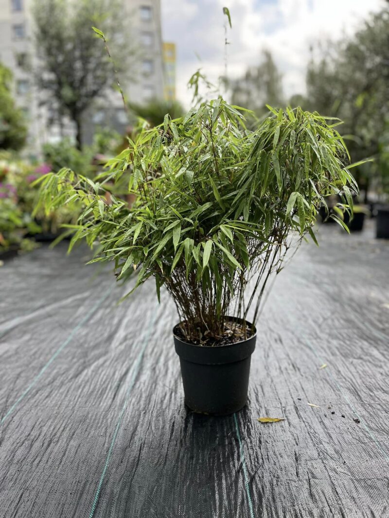 Fargesia rufa Bambus Zimozielony