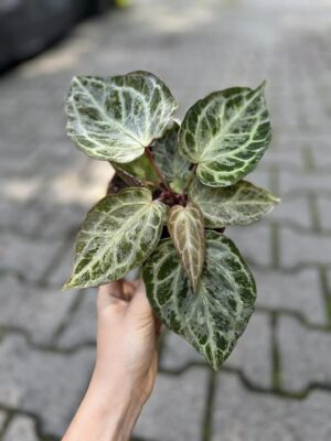 Anthurium Silver Blush Mint Variegata