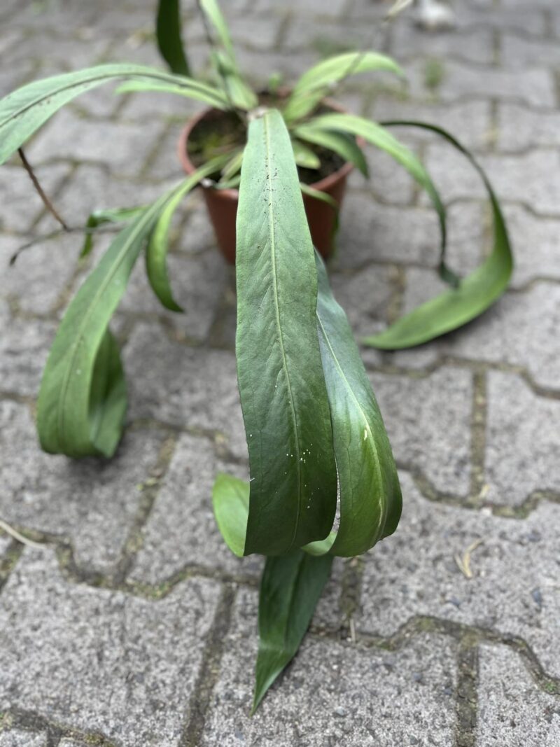Anthurium Pallidiflorum X Anthurium Pallidiflorum X