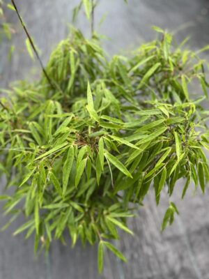 Fargesia rufa Bambus Zimozielony