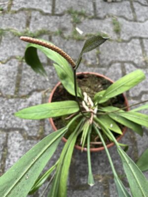Anthurium Pallidiflorum X