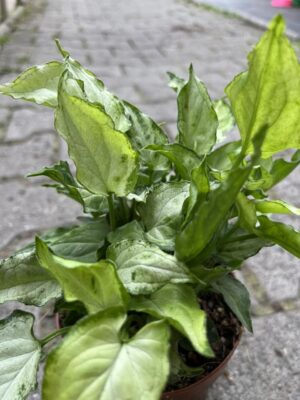 Syngonium ‘Zroślicha’