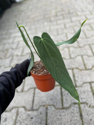 Anthurium Warocqueanum Esmeralda
