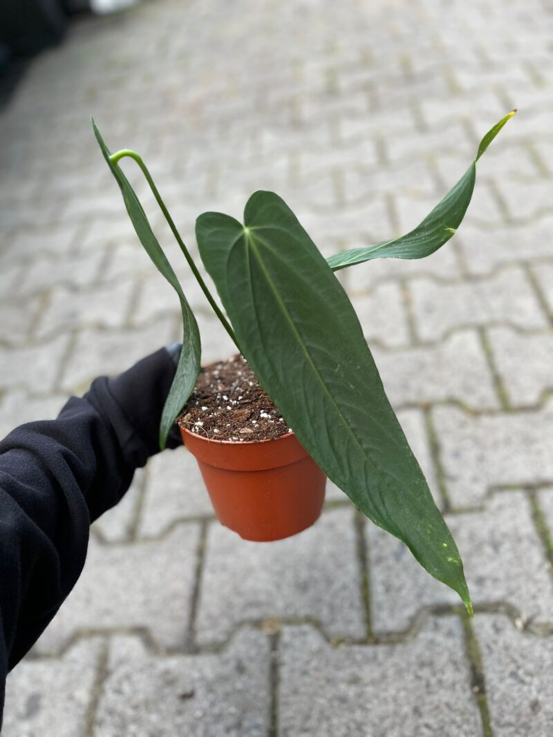 Anthurium Warocqueanum Esmeralda