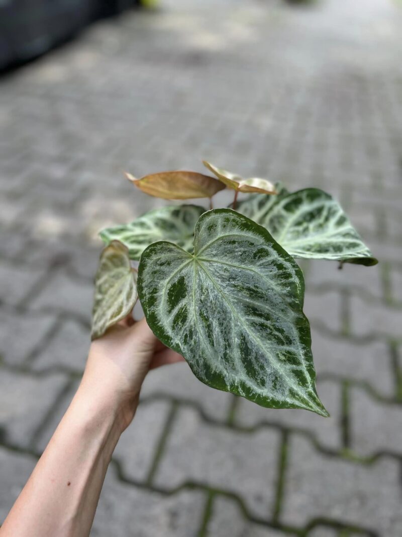 Anthurium Silver Blush Mint Variegata