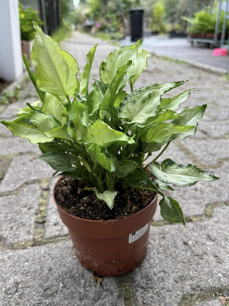 Syngonium ‘Zroślicha’