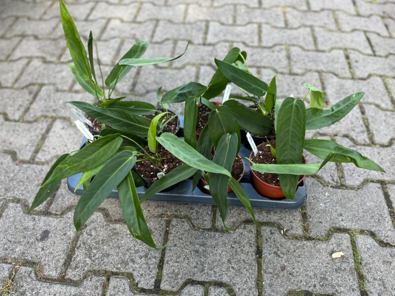 Anthurium Warocqueanum Esmeralda