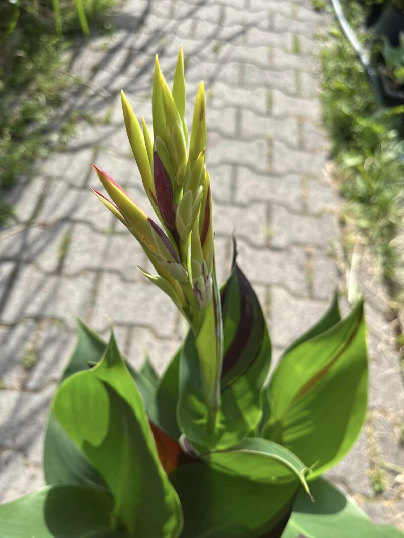 Canna Cleopatra