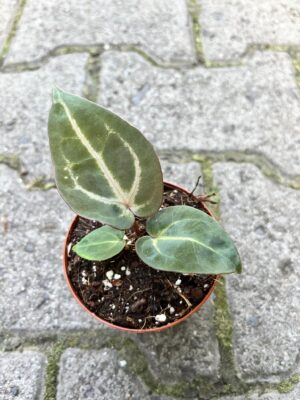Anthurium Magnificum x (Zara x Michelle)