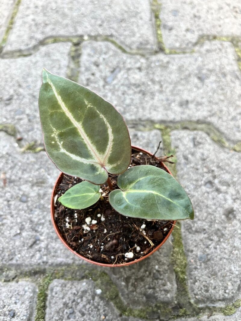 Anthurium Magnificum x (Zara x Michelle)