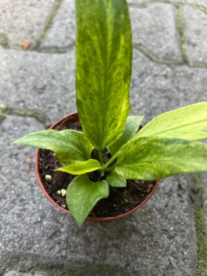 Anthurium Vittaliflorum Variegata
