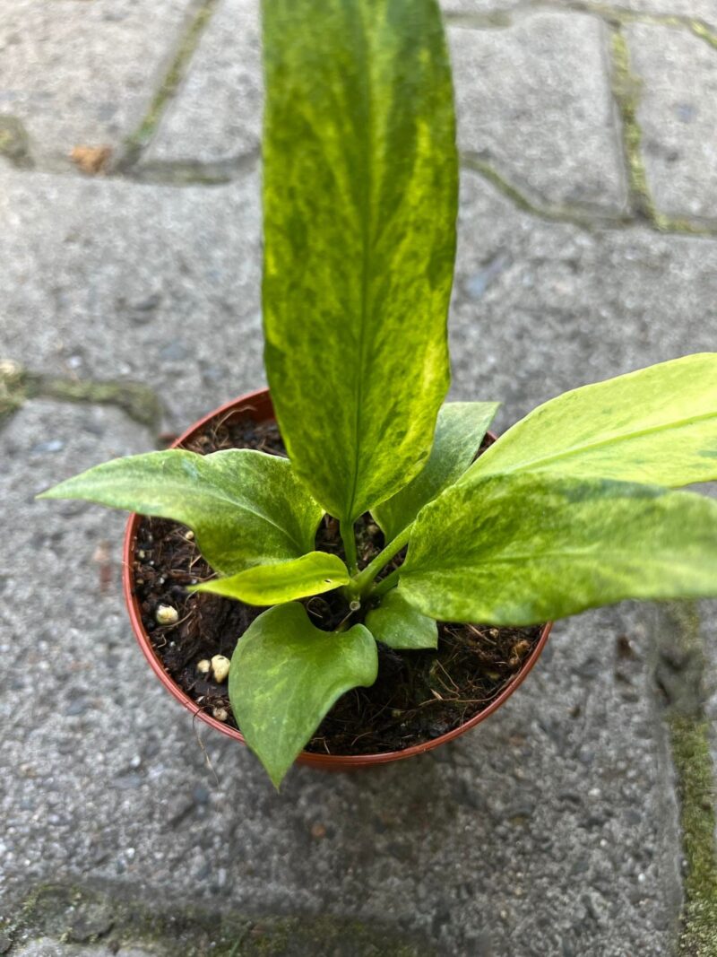 Anthurium Vittaliflorum Variegata