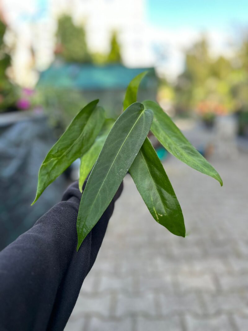 Anthurium Warocqueanum Esmeralda