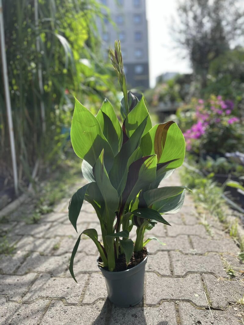 Canna Cleopatra